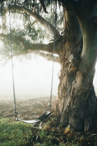 Chain and rubber swing hanging from a gum tree on a misty morning - Australian Stock Image