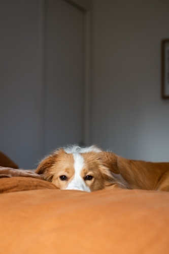 cheeky dog on bed - Australian Stock Image