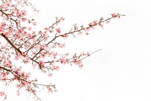 Cherry blossom branches against white sky - Australian Stock Image