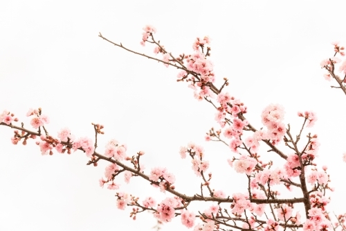 Cherry Blossom branches against white sky - Australian Stock Image