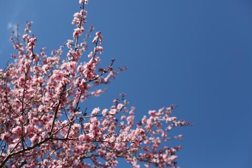 Cherry Blossoms in flower - Australian Stock Image