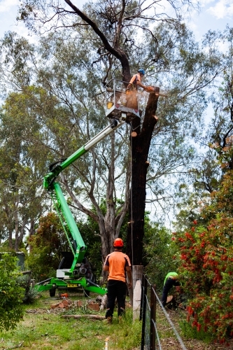 Cherry picker in small space in garden with workers removing dying iron bark tree - Australian Stock Image