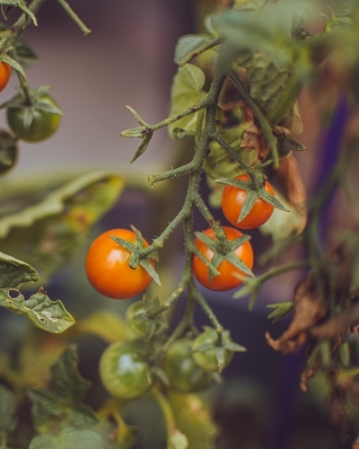 Cherry Tomatoes Growing in a Green Backyard Garden - Australian Stock Image