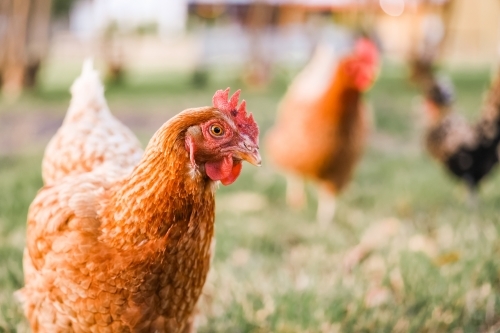 Chickens free-ranging in paddock on rural farm - Australian Stock Image