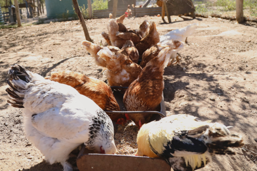 Chickens peck eagerly at grains in feeder trough - Australian Stock Image