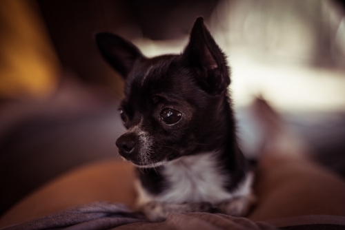 Chihuahua dog close up - Australian Stock Image