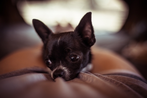 Chihuahua dog close up