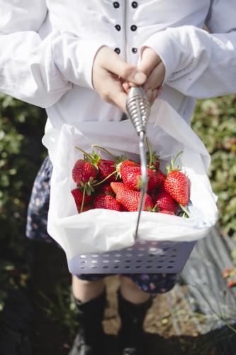 Child holding a basket of fresh strawberries at the strawberry farm