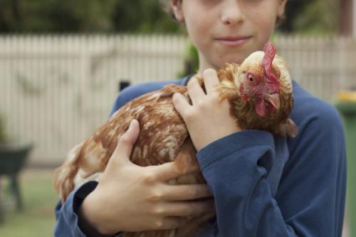 Child holding chicken - Australian Stock Image