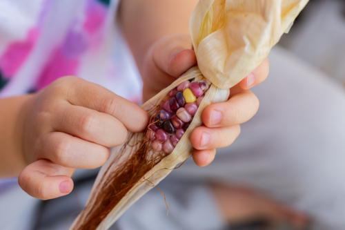 Child holding homegrown freshly harvested colourful popping corn from garden - Australian Stock Image