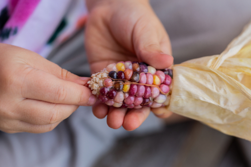 Child holding homegrown freshly harvested colourful popping corn from garden - Australian Stock Image