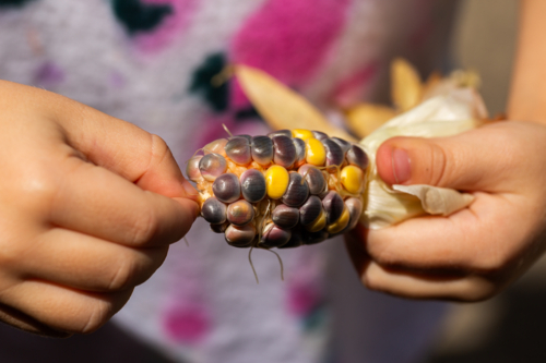 Child holding homegrown freshly harvested colourful popping corn from garden - Australian Stock Image