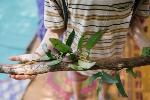 Child's hands holding bush find - Australian Stock Image