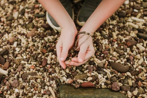 Child scooping shells and coral in hands on beach - Australian Stock Image