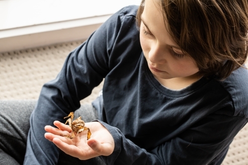 Child sitting with Spiny Leaf Insect in hand - Australian Stock Image