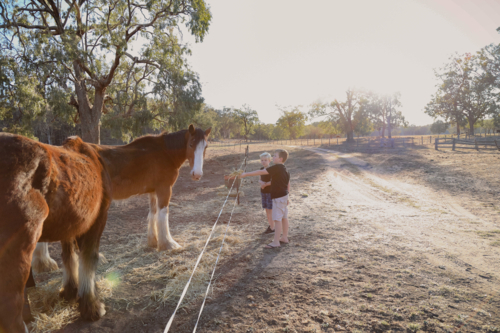 Children by a fence hand feeding a horse on a sunny day in a rural setting - Australian Stock Image