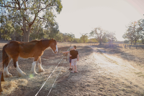 Children by a fence hand feeding a horse on a sunny day in a rural setting - Australian Stock Image