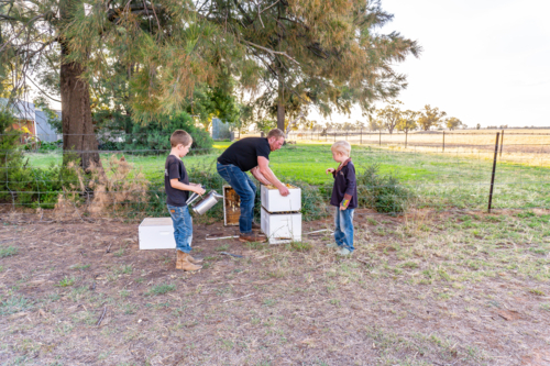 Children checking a beehive with dad - Australian Stock Image