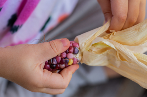 Childs hands opening homegrown freshly harvested colourful popping corn from garden - Australian Stock Image