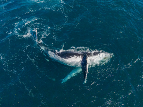 Chilled Humpback from above - Australian Stock Image