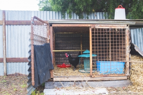 Chook in rural coop - Australian Stock Image