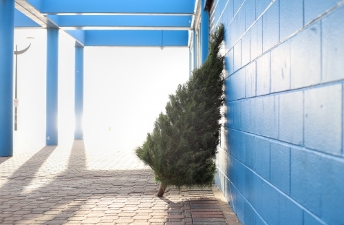 Christmas tree leaning against blue wall in morning light - Australian Stock Image