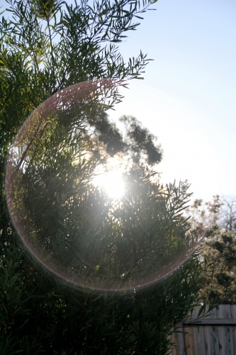 Circular sun flare through trees - Australian Stock Image