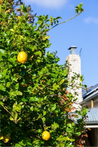 Citrus fruits on a tree. - Australian Stock Image