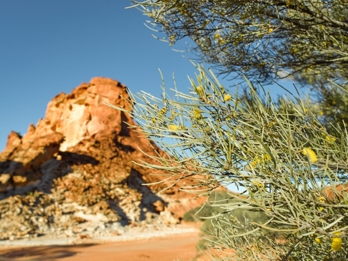 Close of up wattle tree with rocky escarpment in background - Australian Stock Image