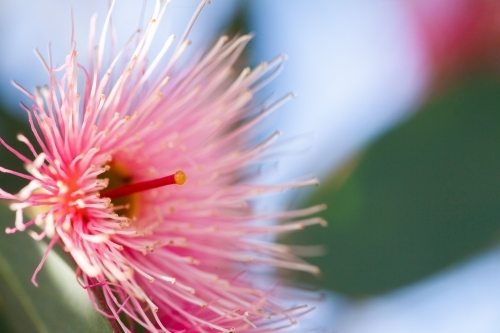 Close up detail of pink gum blossom - Australian Stock Image