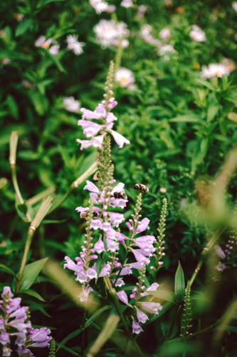 Close-up flowers of obedient plant in garden - Australian Stock Image