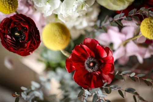 Close up image of a bunch of fresh cut cottage flowers - Australian Stock Image