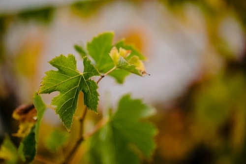 Close-up macro of autumn colour on vine leaves at vintage time - Australian Stock Image