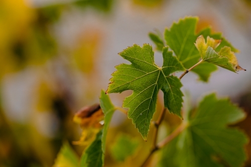 Close up macro of green vine leaf at vintage time with autumn colours - Australian Stock Image