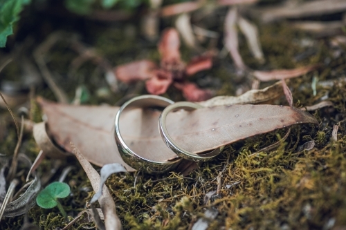 Close-up macro of wedding rings around a eucalyptus leaf on moss - Australian Stock Image