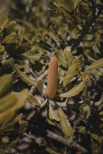 Close up of a Banksia as seen on a coastal walk. - Australian Stock Image