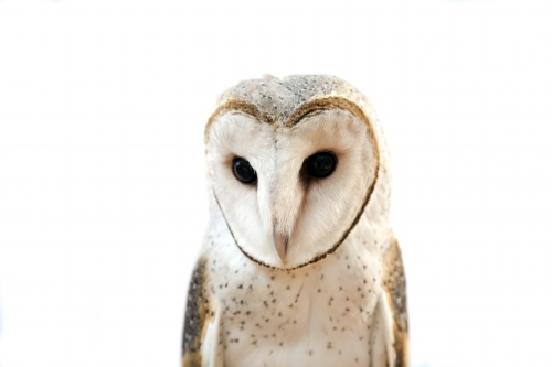 Close up of a barn owl with a white background - Australian Stock Image