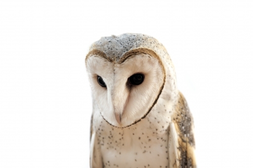 Close up of a barn owl with a white background - Australian Stock Image