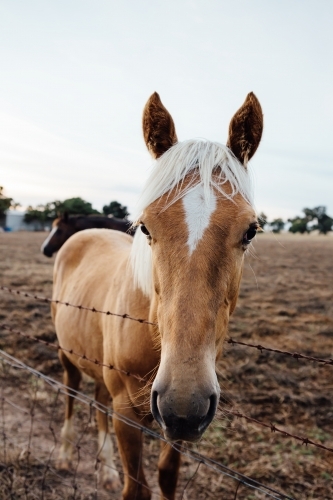 Close up of a beautiful young horse in a paddock - Australian Stock Image