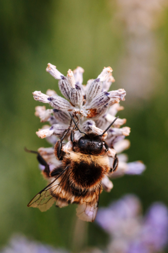 Close-up of a bee perched on a lavender flower - Australian Stock Image