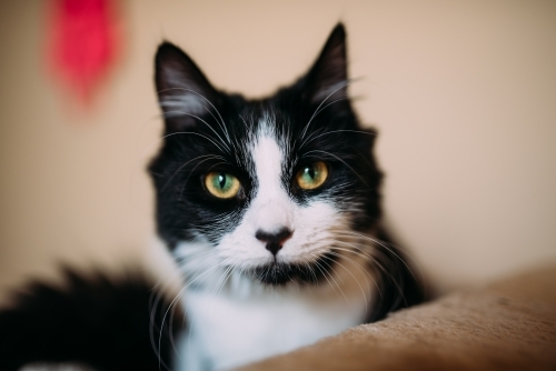 Close up of a black and white cat - Australian Stock Image