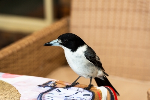 Close up of a butcher bird sitting on the edge of a table with outdoor chair blurred in background - Australian Stock Image