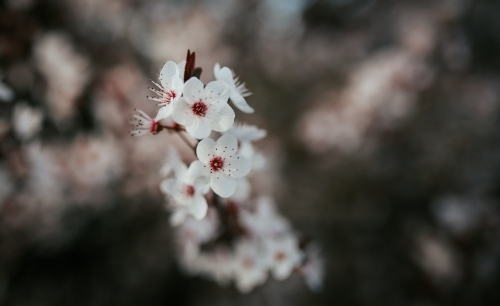 Close-up of a cherry blossom on a branch. - Australian Stock Image