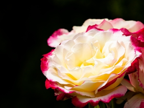 Close up of a cream rose with red edges on petals and a black ground. - Australian Stock Image