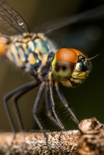 Close-up of a dragonfly perched on a branch of a tree. - Australian Stock Image