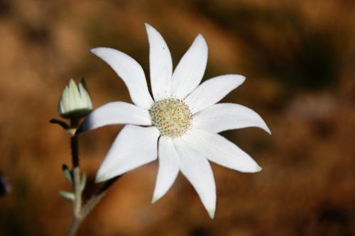 Close up of a Flannel Flower