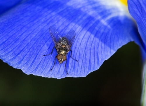 Close up of a fly on a petal - Australian Stock Image