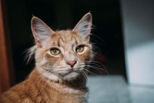 Close up of a ginger cat - Australian Stock Image