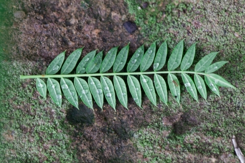 Close up of a green leaf on a mossy rock - Australian Stock Image