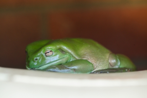 Close up of a Green Tree Frog - Australian Stock Image